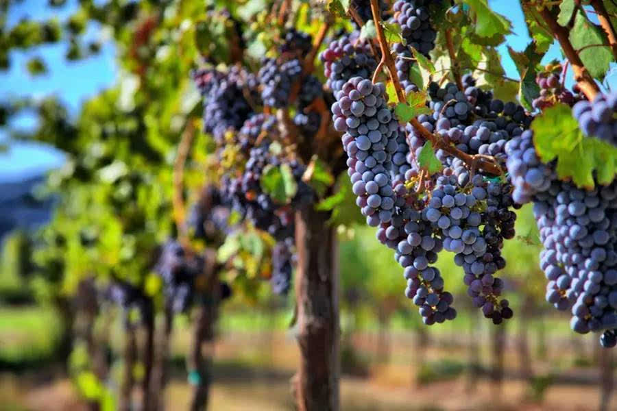 【深圳进口红酒代理】常见的红葡萄品种有哪些？